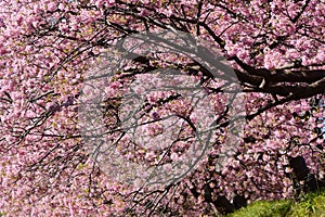 Cherry blossoms called Kawazuzakura