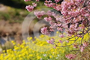 Cherry blossoms called Kawazuzakura