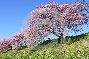 Cherry blossoms called Kawazuzakura