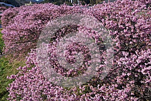 Cherry blossoms called Kawazuzakura