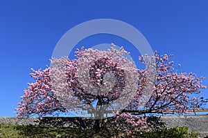 Cherry blossoms called Kawazuzakura