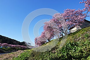 Cherry blossoms called Kawazuzakura