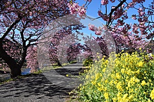 Cherry blossoms called Kawazuzakura