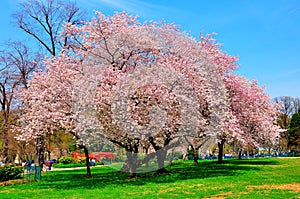 Cherry blossoms on Capitol Hill