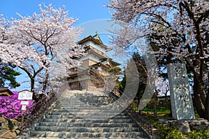 Cherry blossoms and Castle