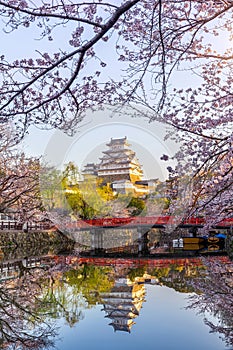 Cherry blossoms and castle in Himeji, Japan