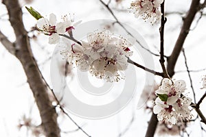 Cherry blossoms, cherry blossoms, spring and first lea