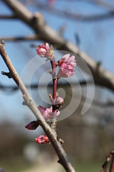 Cherry blossoms on cherry tree