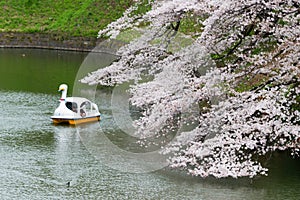 Cherry blossoms at Chidorigafuchi in Chiyoda, Tokyo, Japan. Chidorigafuchi is a popular place to see cherry blossoms