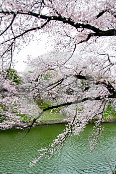 Cherry Blossoms at Chidorigafuchi moat,Chiyoda,Tokyo,Japan in spring.