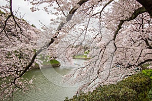 Cherry Blossoms at Chidorigafuchi moat,Chiyoda,Tokyo,Japan in spring.