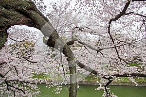 Cherry Blossoms at Chidorigafuchi moat,Chiyoda,Tokyo,Japan in spring.