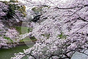 Cherry Blossoms at Chidorigafuchi moat,Chiyoda,Tokyo,Japan in spring.