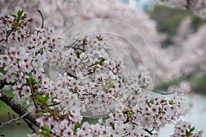 Cherry Blossoms at Chidorigafuchi moat,Chiyoda,Tokyo,Japan in spring.