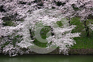 Cherry Blossoms at Chidorigafuchi moat,Chiyoda,Tokyo,Japan in spring.