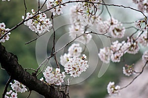 Cherry Blossoms at Chidorigafuchi moat,Chiyoda,Tokyo,Japan in spring.