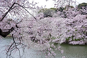 Cherry Blossoms at Chidorigafuchi moat,Chiyoda,Tokyo,Japan in spring.