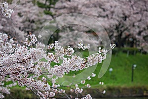 Cherry Blossoms at Chidorigafuchi moat,Chiyoda,Tokyo,Japan in spring.