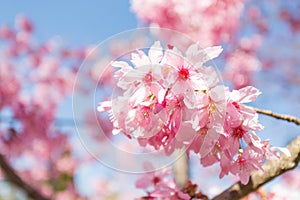 Cherry Blossoms in Cing Jing Taiwan