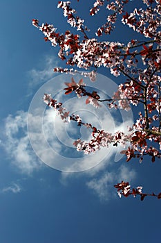 Cherry blossoms and a clear sky