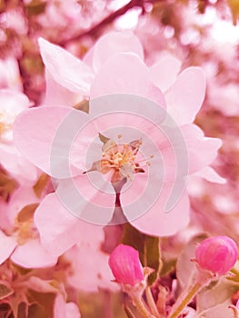 Cherry blossoms close  background springtime flower