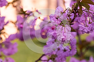 Cherry blossoms close up