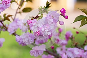 Cherry blossoms close up