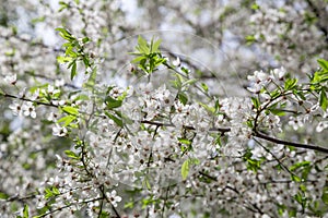 Cherry blossoms close-up