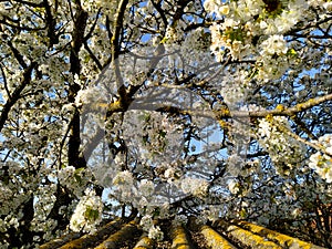 Cherry blossoms: close-up branches with white flowers and yellow moss on the trunk, below the roof with slate covered with yellow