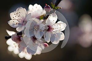 Cherry blossoms Close-up: Capture the details of individual cherry blossoms