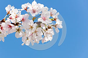 Cherry Blossoms Closeup Against a Deep Blue Sky
