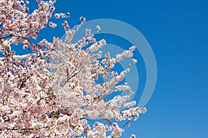 Cherry Blossoms Closeup Against a Deep Blue Sky II