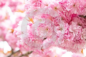 Cherry Blossoms Closeup in the Spring