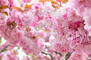 Cherry Blossoms Closeup in the Spring