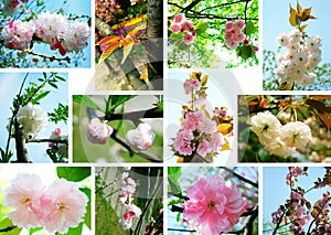 Cherry blossoms Collage