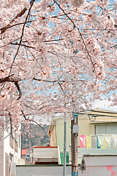Cherry blossoms and colorful house at Jinhae Yeojwacheon stream street in Changwon, Korea