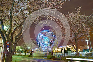 Cherry blossoms and Cosmo clock