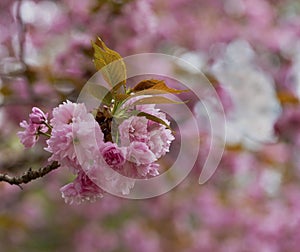 Cherry Blossoms in Detail