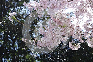 Cherry Blossoms at Duke University