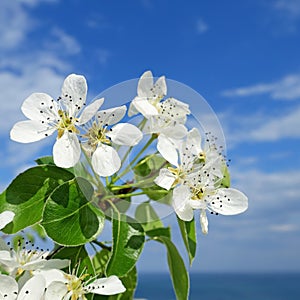 The cherry blossoms in early May