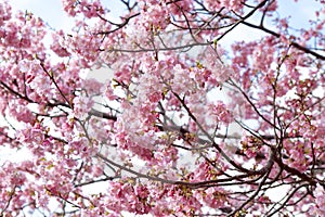 Cherry blossoms in early spring