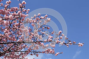 Cherry blossoms in early spring