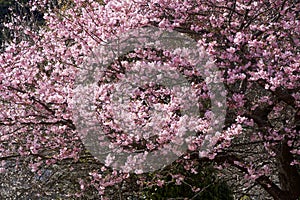 Cherry blossoms in early spring