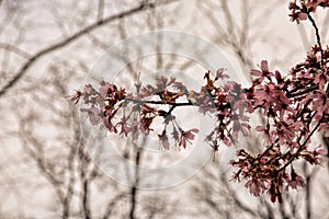 Cherry Blossoms in the Early Spring in West Virginia