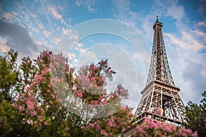 Cherry blossoms with The Eiffel tower