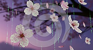 Cherry blossoms falling with binary code rain and digital pattern