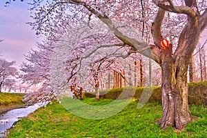 Cherry blossoms festival in Japan