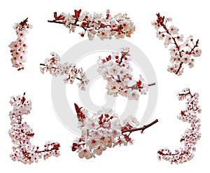Cherry blossoms flowers in blooming on branch isolated on white background. Cutout aka cut out or cutout of Japanese Sakura