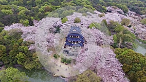 Cherry blossoms forest