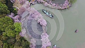 Cherry blossoms forest